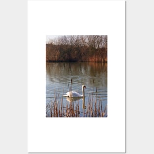 Swan on a Lake Posters and Art